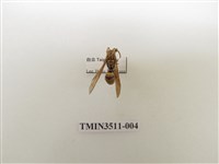 藏品(日本長腳蜂)的圖片